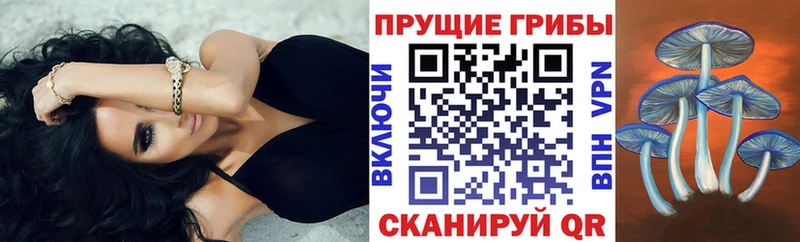 цена наркотик  Кингисепп  Псилоцибиновые грибы Psilocybe 